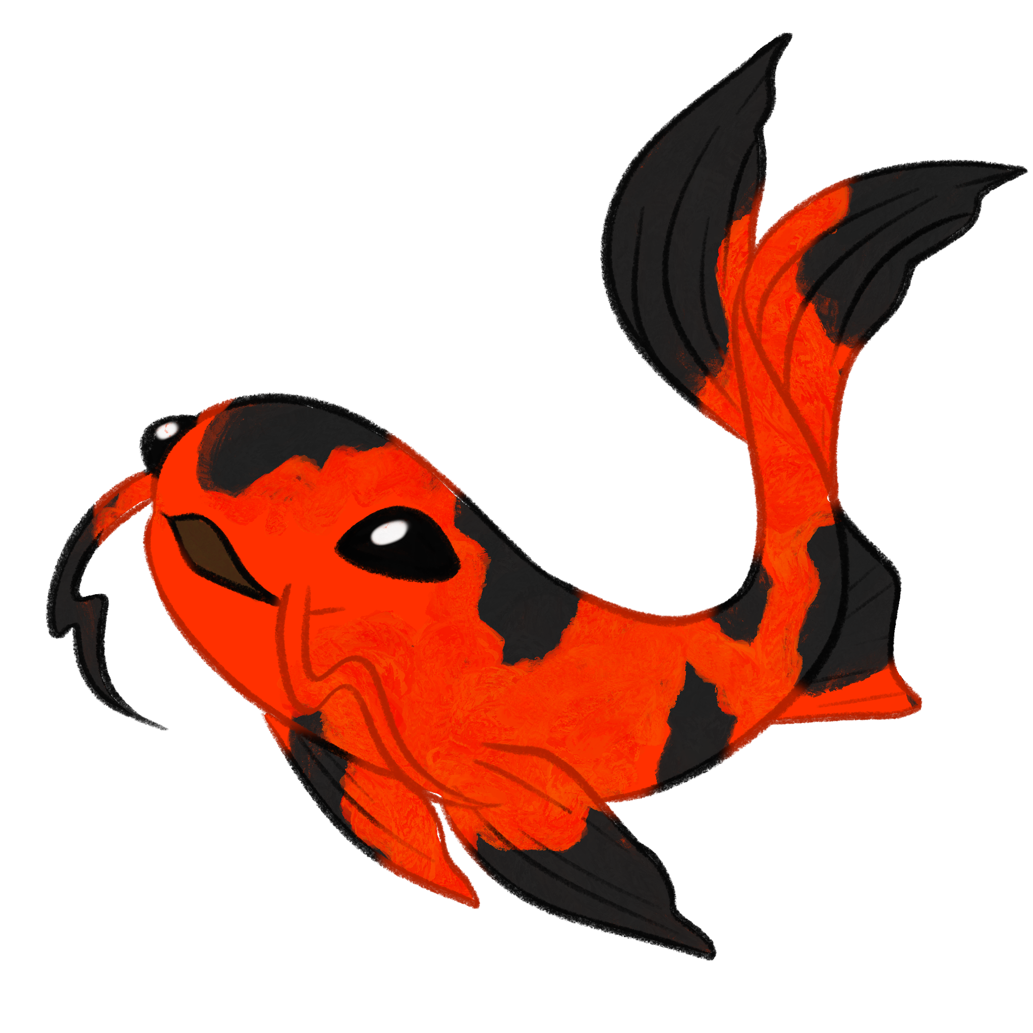 Hi koi