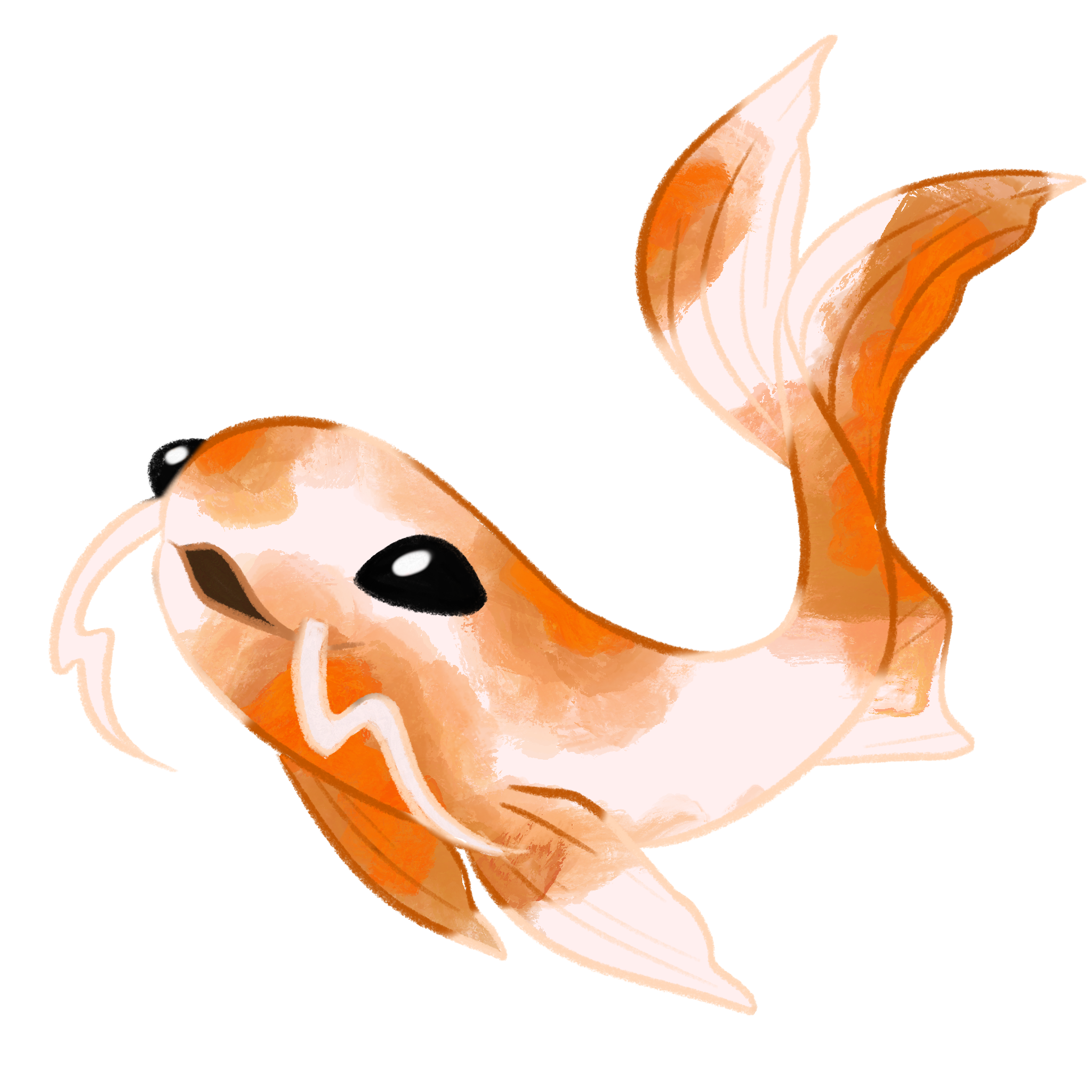 Kohaku koi