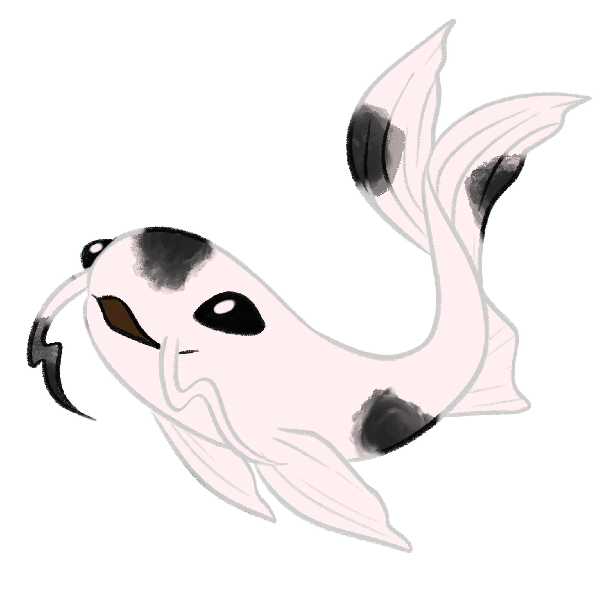 Shiro Bekko koi